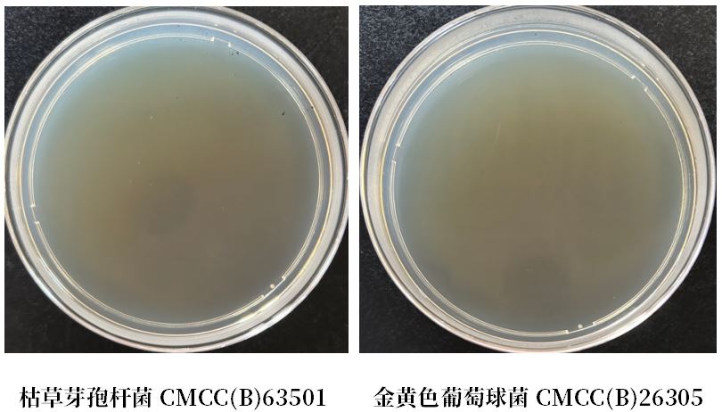 GB 4789.38－2025《食品安全國家標準　食品微生物學檢驗　大腸埃希氏菌計數》解讀