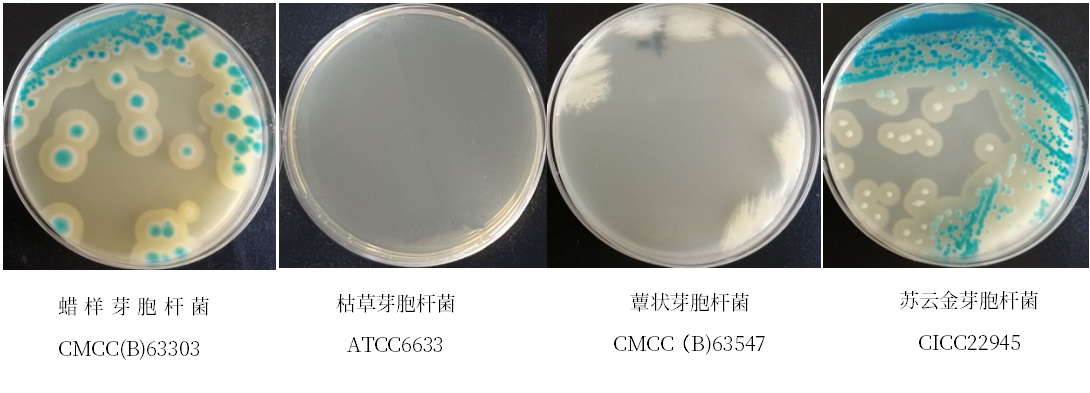 蠟樣芽胞桿菌檢測好幫手---蠟樣芽胞桿菌顯色培養(yǎng)基 蠟樣芽胞桿菌檢測好幫手---蠟樣芽胞桿菌顯色培養(yǎng)基