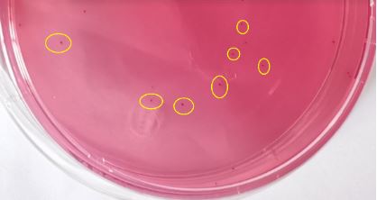 VRBA內(nèi)的紅色小菌落，有可能是沙門氏菌？