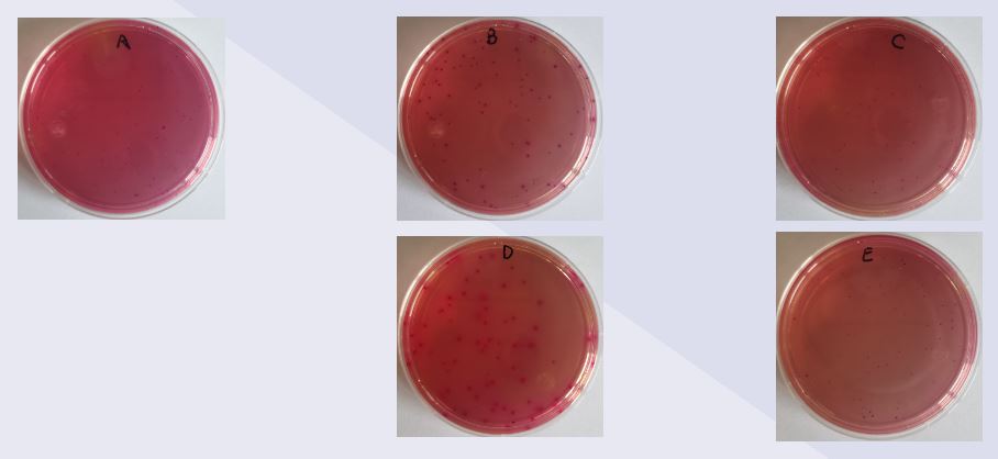 VRBA內(nèi)的紅色小菌落，有可能是沙門氏菌？