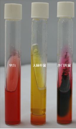 VRBA內的紅色小菌落，有可能是沙門氏菌？