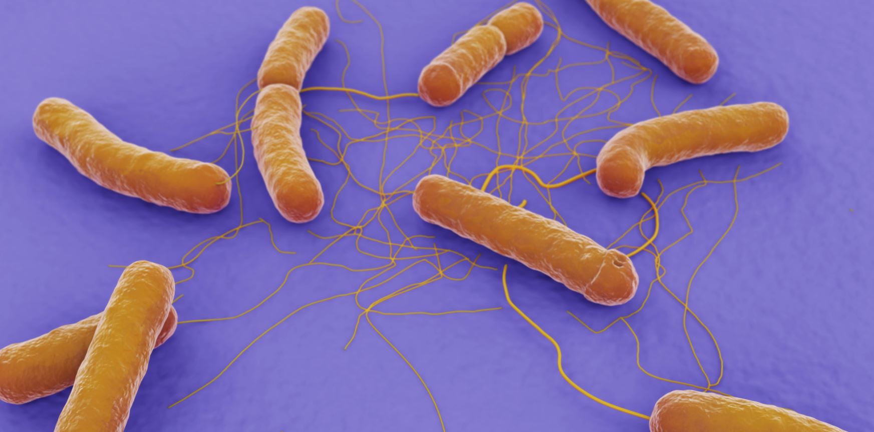 蠟樣芽胞桿菌檢測好幫手---蠟樣芽胞桿菌顯色培養基